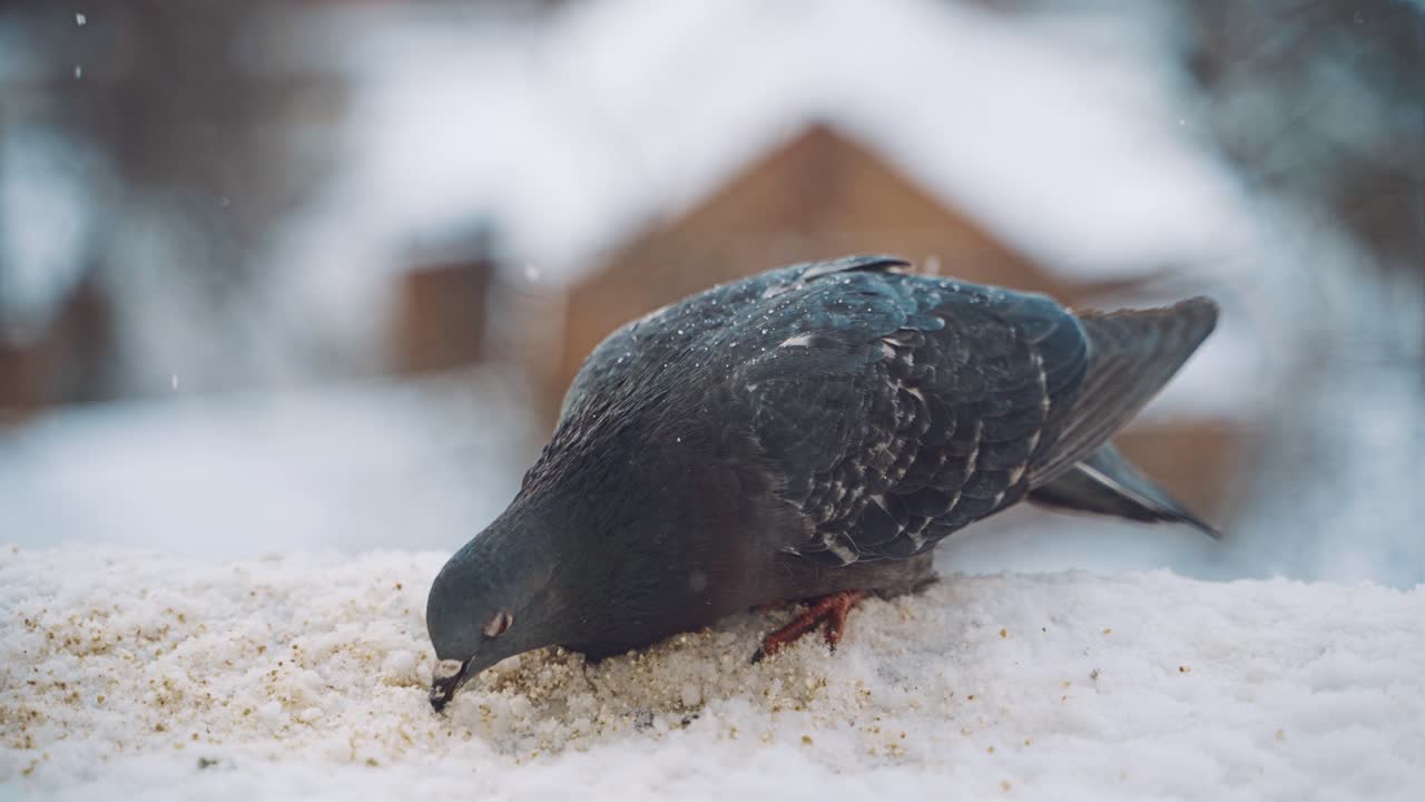 Sitting dove on window sill. Close up view of dove sitting on windowsill of apartment building