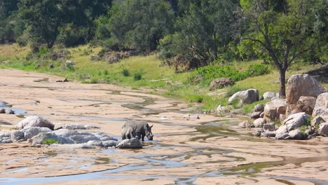 crash of rhinos walking in dried up river, static wide shot