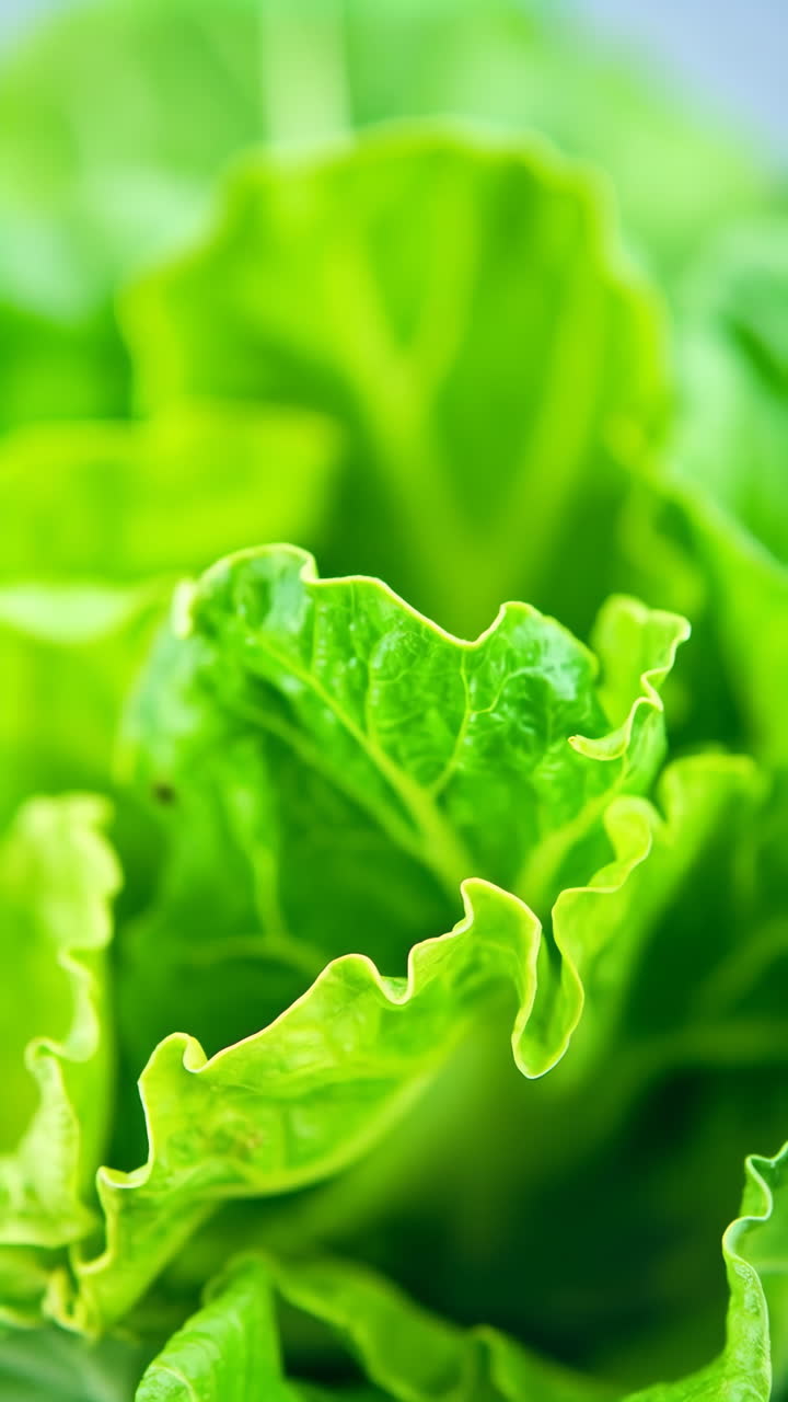 Close-up of Fresh Green Lettuce Leaves
