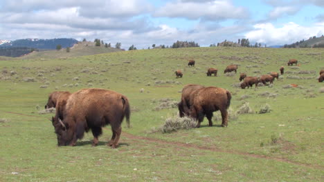 bison buffalo graze and walk in yellowstone national park in summer