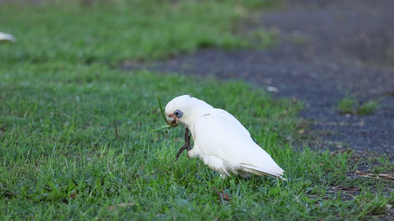 la cacatúa blanca caminando y comiendo en la hierba