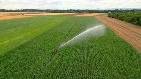 Agricultura-De-Regadío-Sostenible-Con-Campos-De-Cultivo-De-Hortalizas-En-La-Región-De-Tierras-De-Cultivo-De-Marchfeld,-Austria