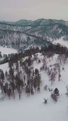 giant mountains with white snowy slopes on gloomy winter day. evergreen coniferous trees grow in highland in scenic gorny altai region aerial view