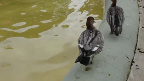 two ducks resting by a fountain