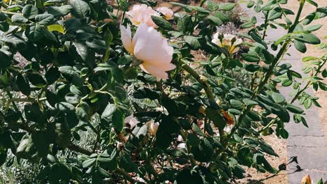 beautiful pink roses in a garden