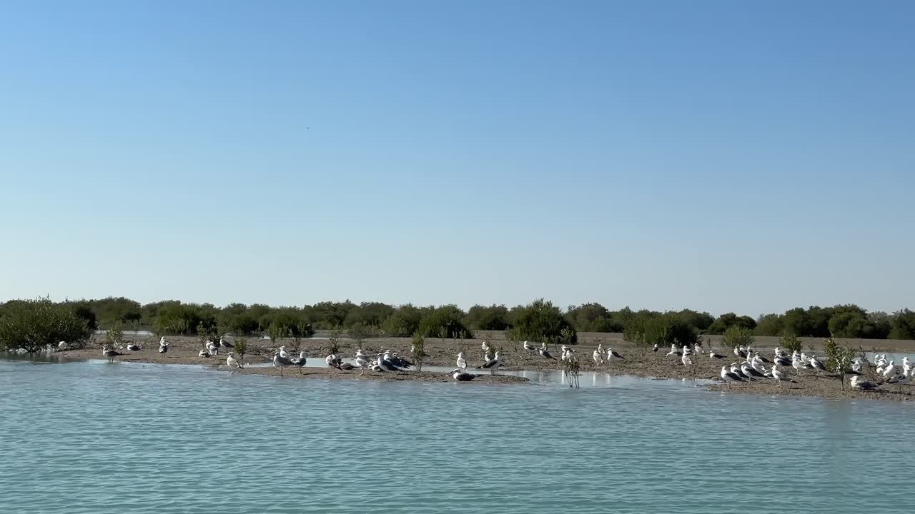 aves costeras en la playa en el bosque de manglares en el golfo arábigo qatar paisaje natural de maravillosa naturaleza aventura frontera de irán geopark horizonte en verano destino de viaje al aire libre pintoresco viaje pacífico