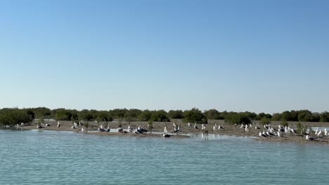 seaside birds on beach in mangrove forest in arabian gulf qatar natural landscape of wonderful nature adventure iran border geopark skyline in summer scenic outdoor travel destination peaceful trip