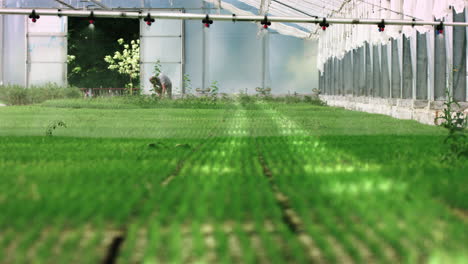 Granja-De-Vivero-De-Cultivo-De-Plantas.-Interior-Del-Invernadero.-Sistema-De-Riego-De-Invernadero