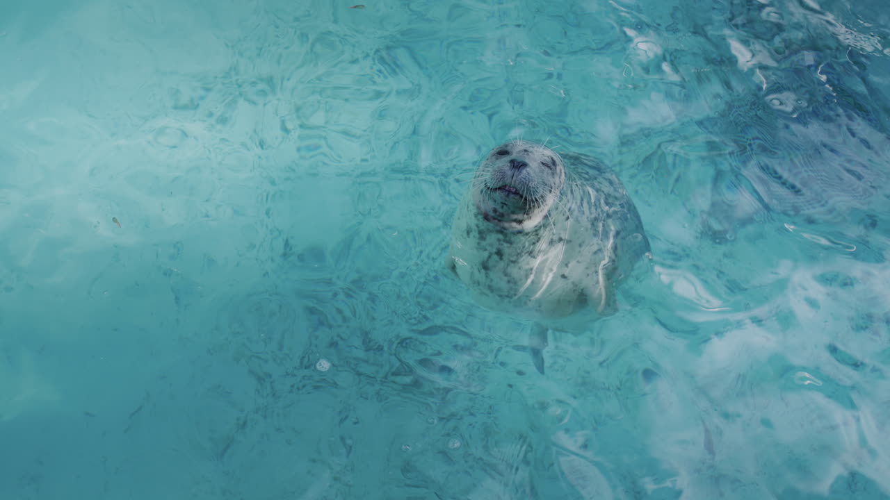 A gray seal looks out of the water, looks at the camera