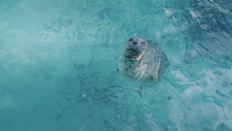 a gray seal looks out of the water, looks at the camera