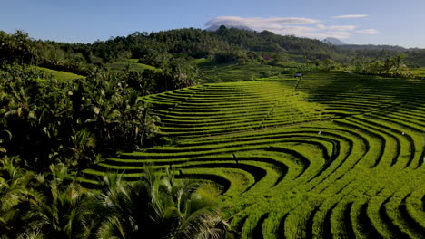 breathtaking nature landscape with rice terraces during sunrise in bali, indonesia