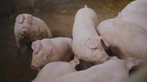 pigs in a farm pen