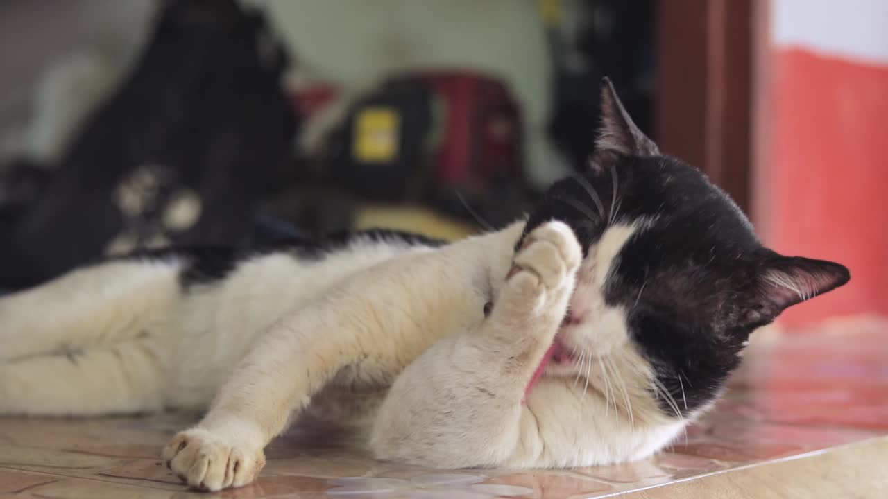 검은색과 흰색 고양이는 앞발을 핥고 타액을 사용하여 고양이의 위생 루틴인 흙과 먼지로부터 귀를 청소합니다.