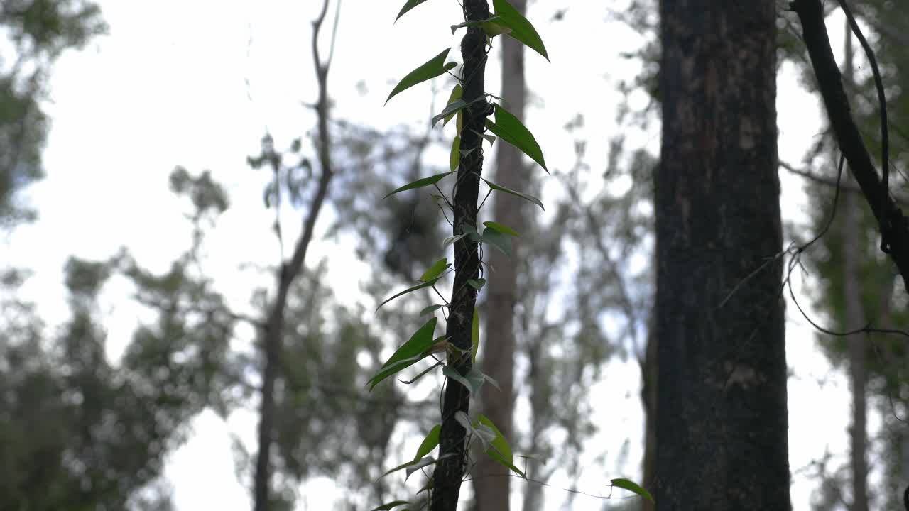 vides verdes que se arrastran alrededor del tronco de árbol ennegrecido - árboles de regeneración después del incendio forestal - queensland, australia