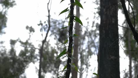 Green-Vines-Creeping-Around-The-Blackened-Tree-Trunk---Regrowth-Trees-After-The-Bush-Fire---Queensland,-Australia