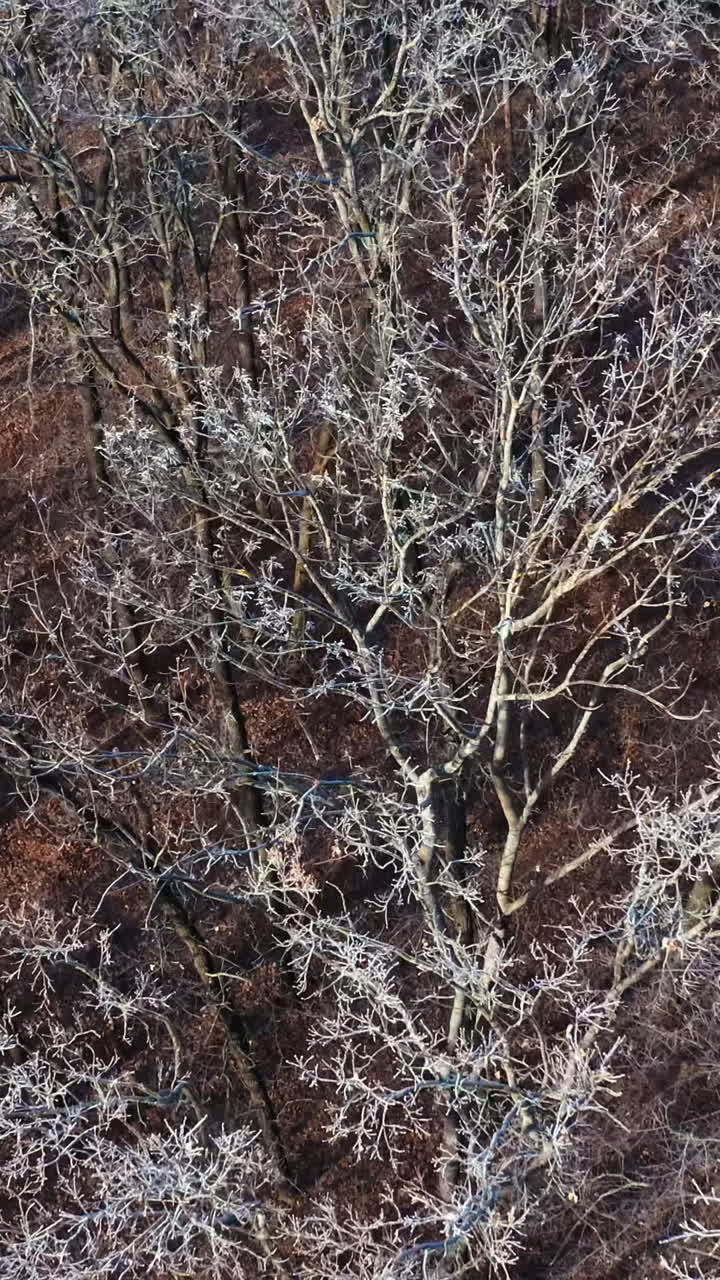 Flying over the trees without leaves. Naked branches of trees covered with frost in the forest. Top view. Slow motion. Vertical video