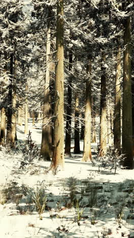 snowy pine forest