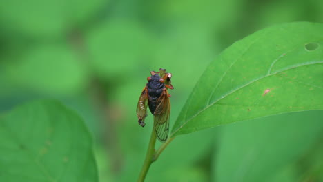a newly emerged brood x cicada rests on a plant as its wings inflate