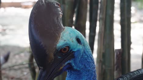 Neugieriger-Südlicher-Kasuar,-Casuarius-Casuarius-Mit-Hornartigem-Casque,-Der-Sich-In-Seiner-Umgebung-Umsieht,-Tierwelt-Aus-Nächster-Nähe