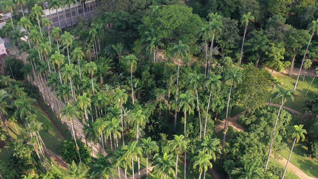 vista aérea de palmeras altas en un exuberante jardín botánico tropical, río de janeiro