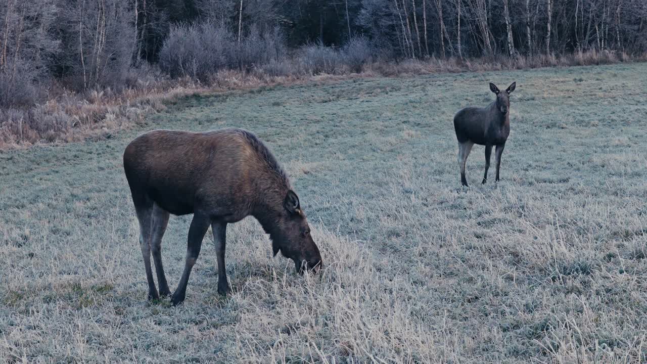 Two Moose Graze on Frost-covered Grass Near the Edge of a Quiet Forest - Close Up