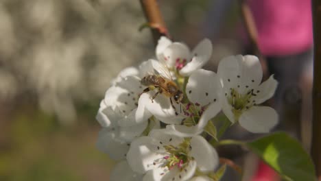 Bee-is-is-flying-around-in-Pear-blossom-looking-for-nectar-in-white-blossom---slight-slow-motion