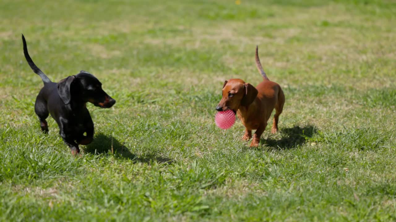Two Dachshunds run together in slow motion through green grass, returning with a ball during a game of fetch in a sunny backyard