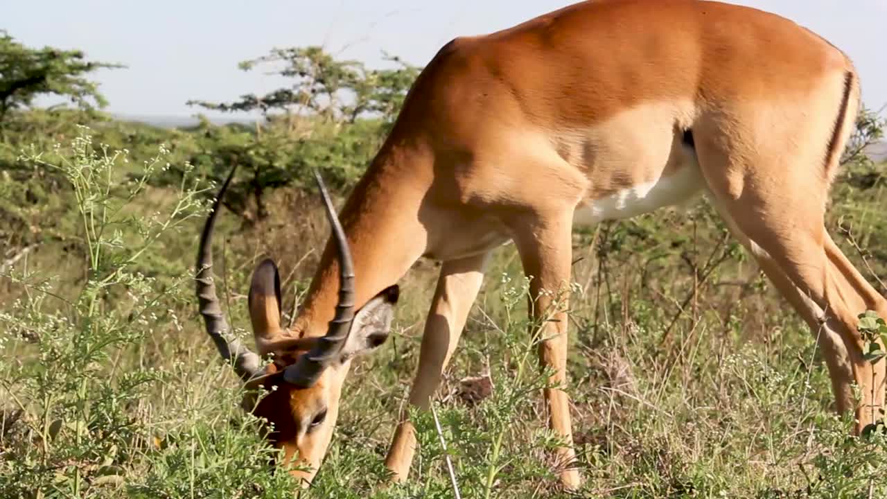 el largo cuerno del impala alimentando hierba en la sabana del parque nacional de nairobi