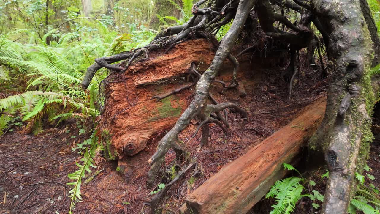 Gimbal close-up panning shot of a tree growing out of a split log at Redwoods National and State Parks in Northern California. 4K