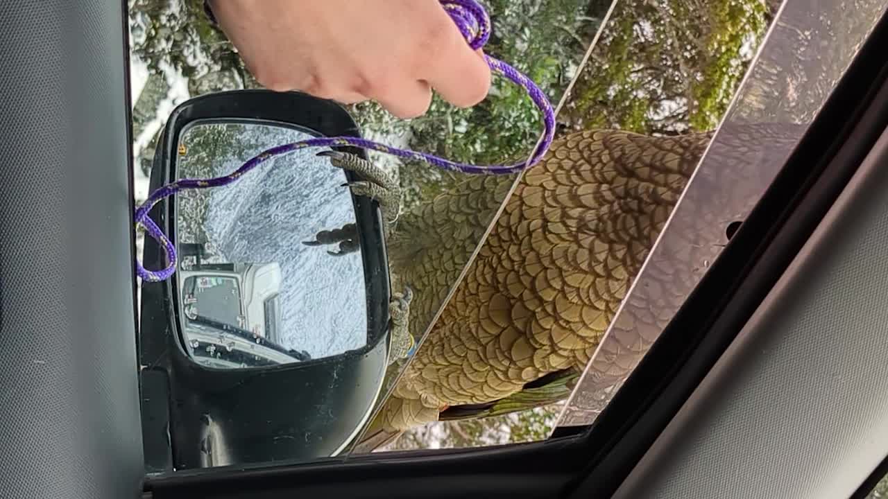 호기심 많은 케아 새가 간식을 얻기 위해 지나가는 자동차와 상호 작용합니다.