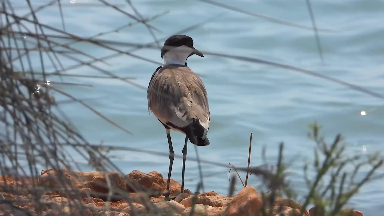 Burung Cerek Sayap Taji Berdiri di Garis Pantai Berbatu di Tepi Air