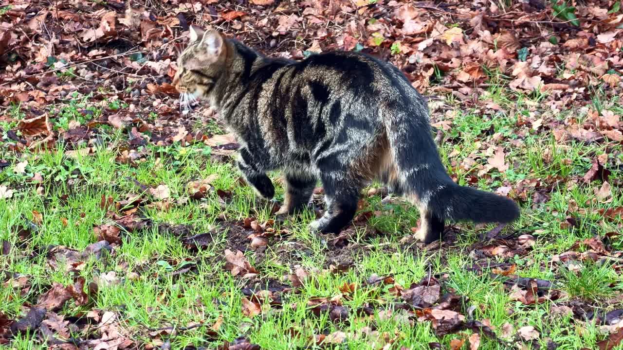 Vista trasera de un gato atigrado doméstico caminando sobre hierba verde con hojas de otoño caídas en un jardín.