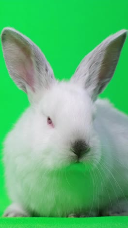 a whimsical video of a curious white rabbit with red eyes