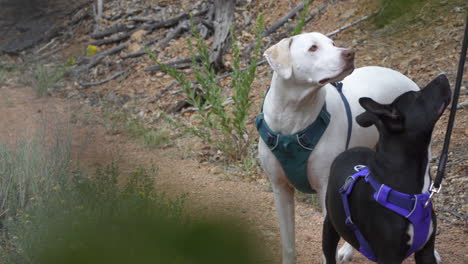 two dogs stand on a hiking trail in the forest.