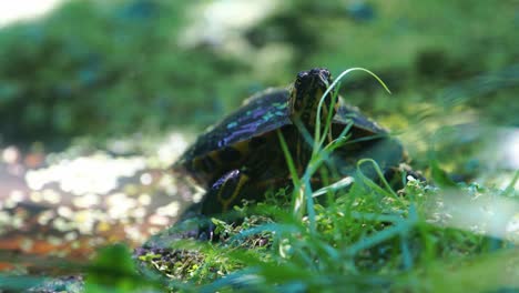 Tortuga-Amarilla-Del-Vientre-Tomando-El-Sol