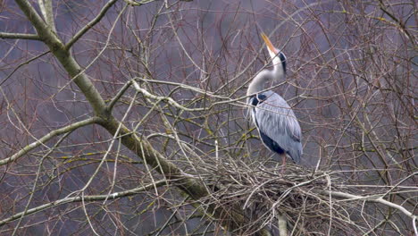 adult grey heron renovating messy stick nest for upcoming breeding season, static shot