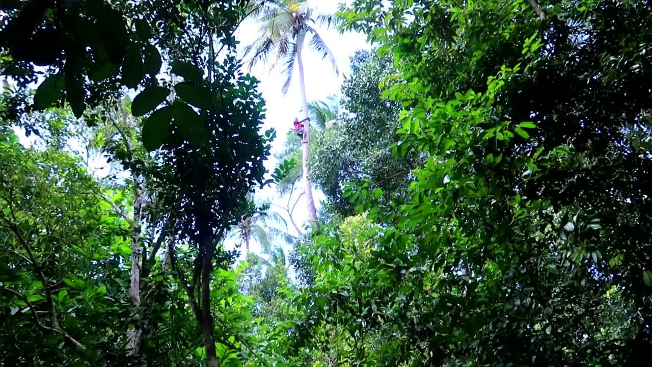 la inclinación hacia arriba revela al hombre encima de la palmera recogiendo frutas en zanzíbar, tanzania.