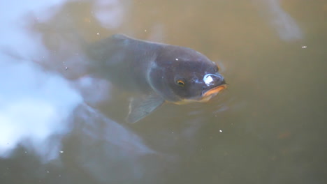 Pez-Koi-Asomando-La-Cabeza-Por-Encima-Del-Agua---Toma-De-Primer-Plano