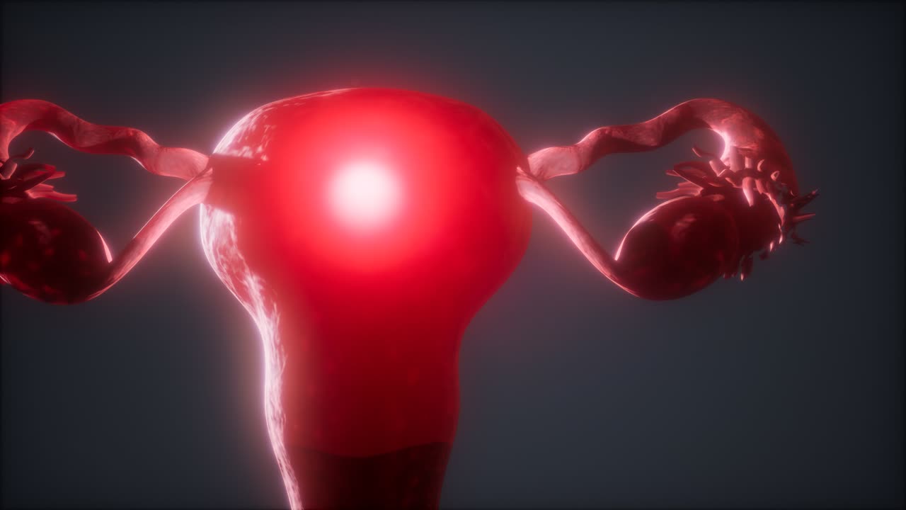 anatomía del sistema reproductivo femenino