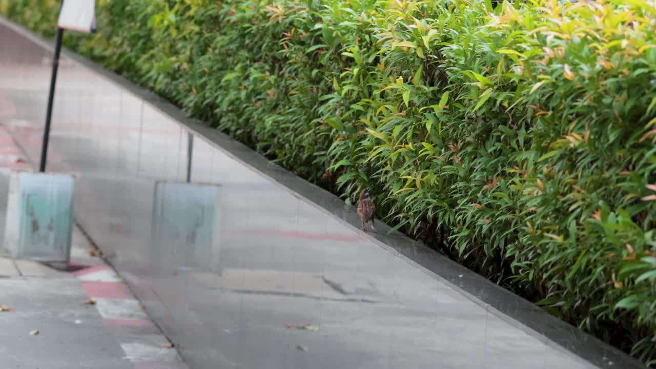 pájaro caminando por la acera junto al seto verde