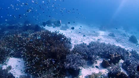 Ein-Großer-Büffelkopf-Papageienfisch-Putzt-An-Einem-Flachen-Riff-Mit-Vielen-Kleinen-Fischen-Und-Die-Sonne-Scheint-Auf-Das-Riff