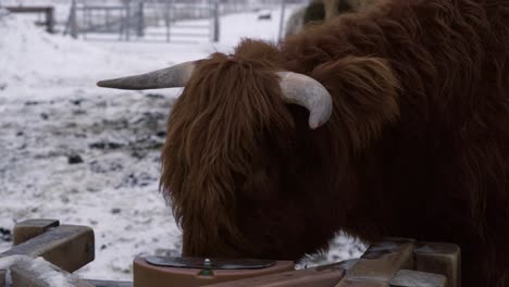 highland bull with big horns in front of heard