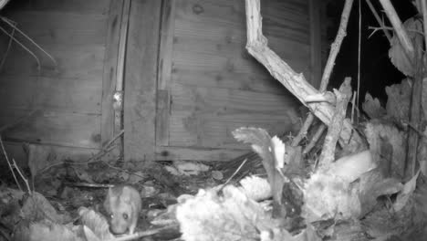 a field mouse comes towards the camera and then goes out of shot