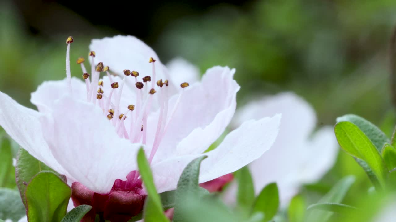 Bunga almond sedikit bergerak tertiup angin, bidikan makro dalam 4k