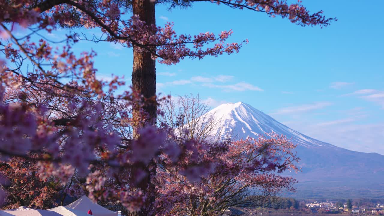 Petali di Sakura in fiore, scorcio mattutino del Monte Fuji in Giappone