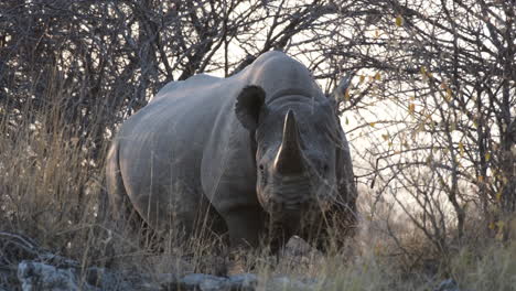 critically endangered black rhinoceros standing in the savannah