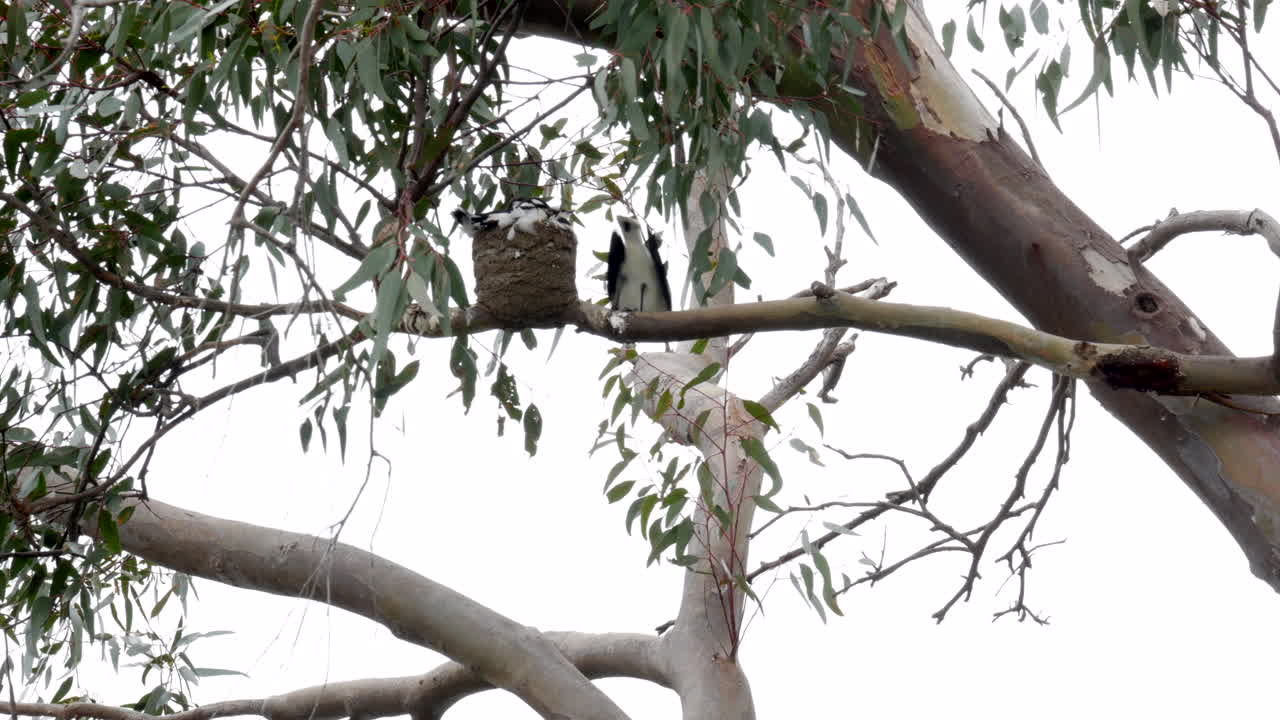둥지에서 어미가 먹이를 주고 있는 진흙종 새끼 세 마리