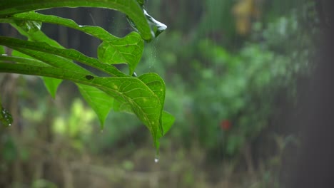 en la temporada de lluvias, el este de la india recibe fuertes lluvias durante la temporada de lluvias