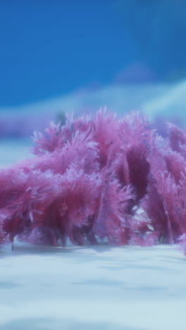 pink coral in the ocean