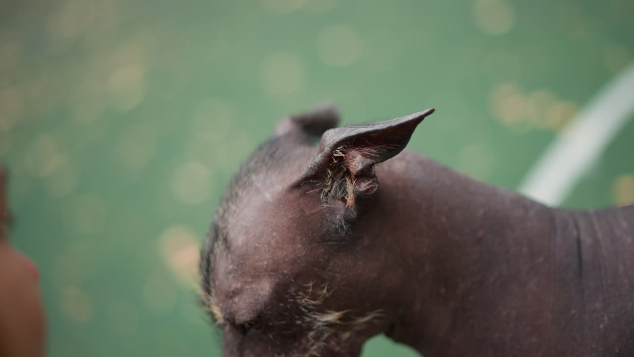 Quiet Animal Companionship, Gentle Bond Between Woman And Dog, Calm Outdoor Scene With Caring Woman And Loyal Dog, Peaceful Interaction Showcasing Trust Between Woman And Her Dog Outdoors